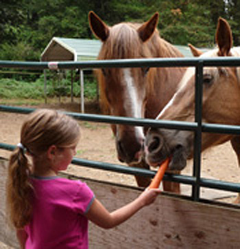 Carrots for the horses